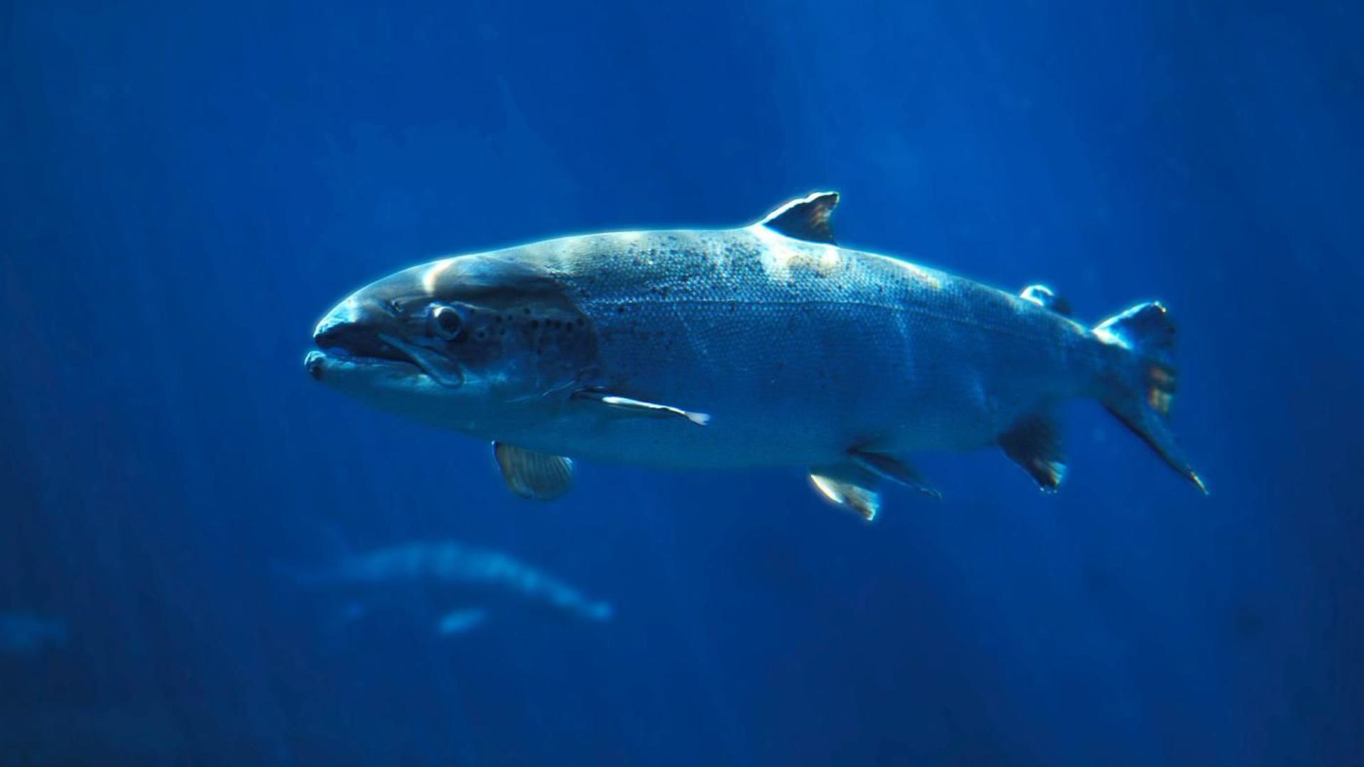 Kontali fish